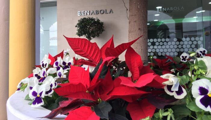 flor de pascua benabola Noël à Puerto Banús